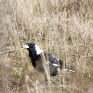 Gymnorhina tibicen at Red Hill, ACT - 24 Jul 2023