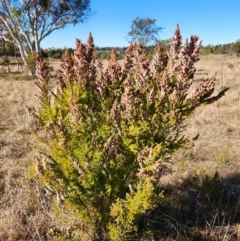 Erica lusitanica (Spanish Heath ) at Wamboin, NSW - 24 Jul 2023 by kateSRS