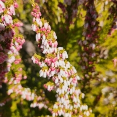 Erica lusitanica at Wamboin, NSW - 24 Jul 2023