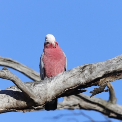 Eolophus roseicapilla (Galah) at Red Hill Nature Reserve - 23 Jul 2023 by JimL