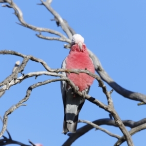 Eolophus roseicapilla at Garran, ACT - 24 Jul 2023 08:50 AM