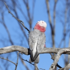 Eolophus roseicapilla at Garran, ACT - 24 Jul 2023