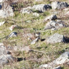 Malurus cyaneus (Superb Fairywren) at Red Hill Nature Reserve - 23 Jul 2023 by JimL