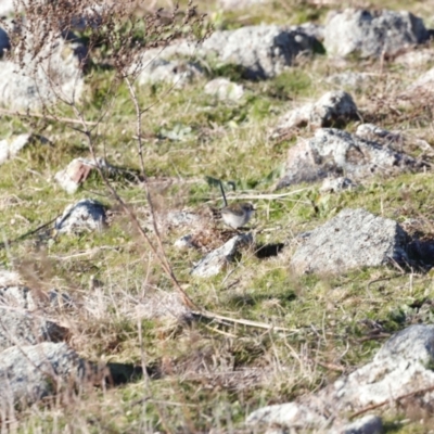 Malurus cyaneus (Superb Fairywren) at Red Hill, ACT - 24 Jul 2023 by JimL