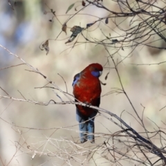 Platycercus elegans (Crimson Rosella) at Red Hill Nature Reserve - 23 Jul 2023 by JimL