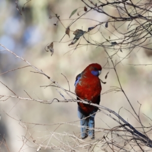 Platycercus elegans at Garran, ACT - 24 Jul 2023 08:46 AM