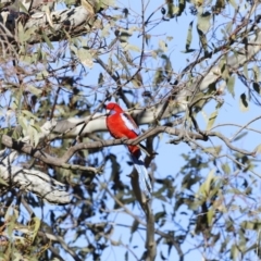 Platycercus elegans at Garran, ACT - 24 Jul 2023 08:46 AM