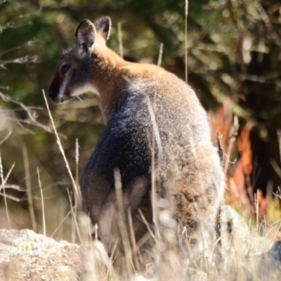 Notamacropus rufogriseus (Red-necked Wallaby) at Ginninderry Conservation Corridor - 24 Jul 2023 by Thurstan