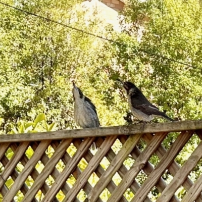 Cracticus torquatus (Grey Butcherbird) at Aranda, ACT - 24 Jul 2023 by KMcCue