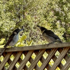 Cracticus torquatus at Aranda, ACT - 24 Jul 2023