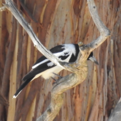 Cracticus nigrogularis (Pied Butcherbird) at Lions Youth Haven - Westwood Farm - 24 Jul 2023 by HelenCross