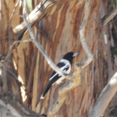 Cracticus nigrogularis at Stromlo, ACT - 24 Jul 2023