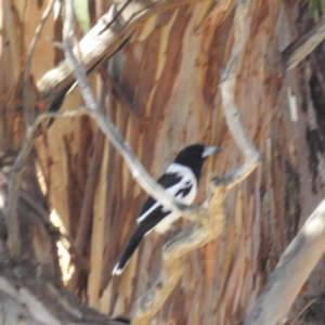 Cracticus nigrogularis at Stromlo, ACT - 24 Jul 2023