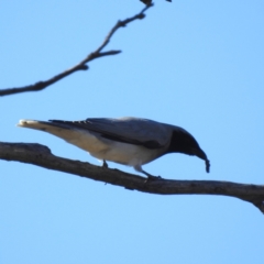 Coracina novaehollandiae (Black-faced Cuckooshrike) at Lions Youth Haven - Westwood Farm A.C.T. - 24 Jul 2023 by HelenCross