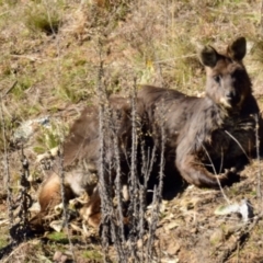 Osphranter robustus (Wallaroo) at Ginninderry Conservation Corridor - 24 Jul 2023 by Thurstan