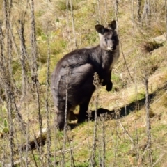 Osphranter robustus robustus at Strathnairn, ACT - 24 Jul 2023