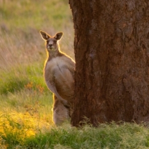 Macropus giganteus at Gungahlin, ACT - 11 Mar 2022 06:31 PM