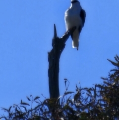 Elanus axillaris (Black-shouldered Kite) at Lawson, ACT - 24 Jul 2023 by Jiggy