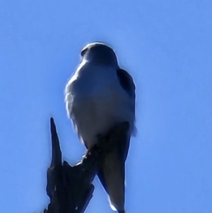 Elanus axillaris at Lawson, ACT - 24 Jul 2023