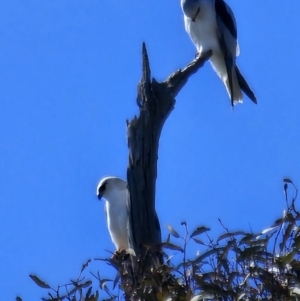 Elanus axillaris at Lawson, ACT - 24 Jul 2023