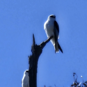 Elanus axillaris at Lawson, ACT - 24 Jul 2023