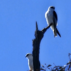 Elanus axillaris at Lawson, ACT - 24 Jul 2023