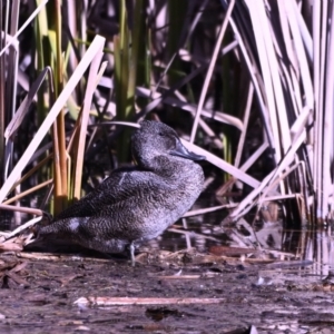 Stictonetta naevosa at Fyshwick, ACT - 24 Jul 2023 12:48 PM