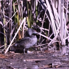 Stictonetta naevosa at Fyshwick, ACT - 24 Jul 2023