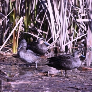 Stictonetta naevosa at Fyshwick, ACT - 24 Jul 2023