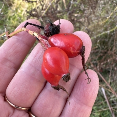Rosa rubiginosa (Sweet Briar, Eglantine) at Aranda Bushland - 24 Jul 2023 by lbradley