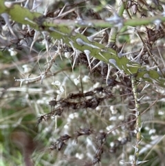 Rosa rubiginosa at Yarralumla, ACT - 24 Jul 2023