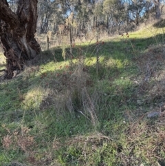 Rosa rubiginosa at Molonglo Valley, ACT - 24 Jul 2023