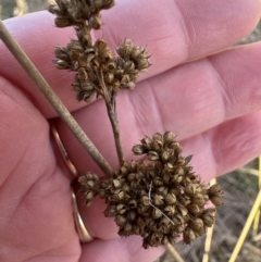 Juncus australis (Australian Rush) at Belconnen, ACT - 24 Jul 2023 by lbradley