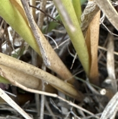 Juncus australis at Belconnen, ACT - 24 Jul 2023