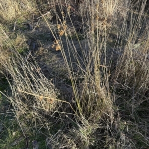 Juncus australis at Yarralumla, ACT - 24 Jul 2023 04:17 PM