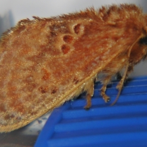 Pseudanapaea (genus) at Sheldon, QLD - suppressed
