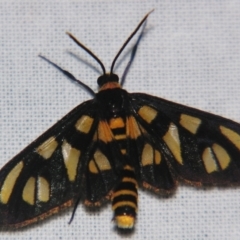 Amata (genus) (Handmaiden Moth) at Sheldon, QLD - 20 Apr 2007 by PJH123