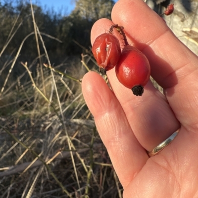 Rosa rubiginosa (Sweet Briar, Eglantine) at Aranda Bushland - 24 Jul 2023 by lbradley