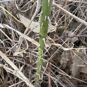 Rosa rubiginosa at Belconnen, ACT - 24 Jul 2023