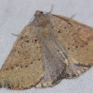 Amelora (genus) at Sheldon, QLD - suppressed