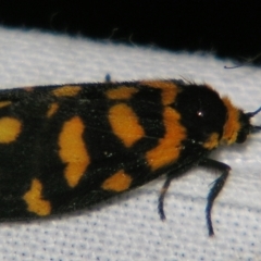 Asura lydia (Lydia Lichen Moth) at Sheldon, QLD - 20 Apr 2007 by PJH123