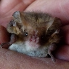 Nyctophilus geoffroyi (Lesser Long-eared Bat) at QPRC LGA - 10 Jun 2012 by Paul4K