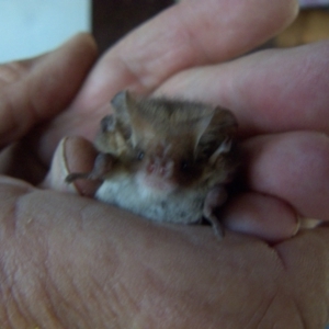 Nyctophilus geoffroyi at Borough, NSW - 10 Jun 2012