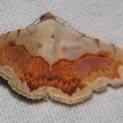 Autoba pectorora (A Noctuid moth (Acontiinae) at Sheldon, QLD - 20 Apr 2007 by PJH123