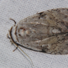 Barasa cymatistis (Nolinae) at Sheldon, QLD - 21 Apr 2007 by PJH123