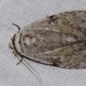 Barasa cymatistis at Sheldon, QLD - suppressed