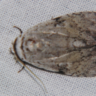 Barasa cymatistis (Nolinae) at Sheldon, QLD - 21 Apr 2007 by PJH123