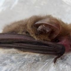 Nyctophilus geoffroyi (Lesser Long-eared Bat) at QPRC LGA - 9 May 2019 by Paul4K