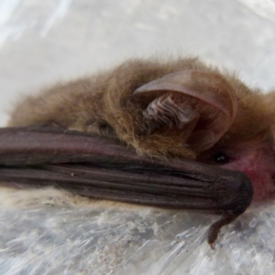 Nyctophilus geoffroyi (Lesser Long-eared Bat) at QPRC LGA - 9 May 2019 by Paul4K