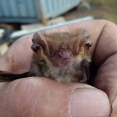 Nyctophilus geoffroyi at Borough, NSW - 9 May 2019